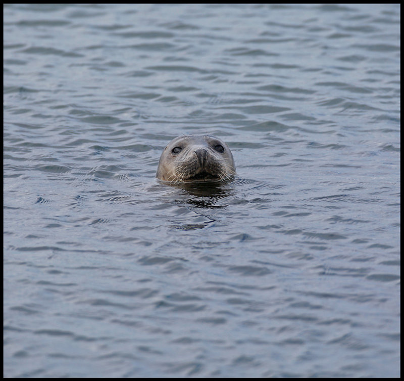 Harbour seal - Yell