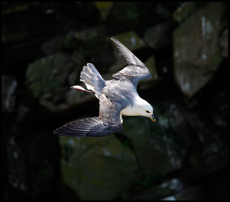 Fulmar at Sumburgh head