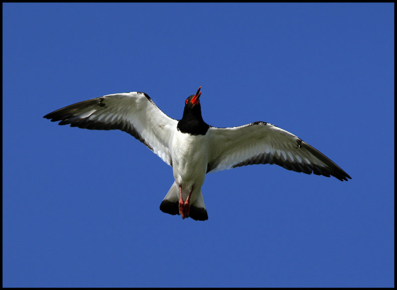 Oystercatcher at Sumburgh