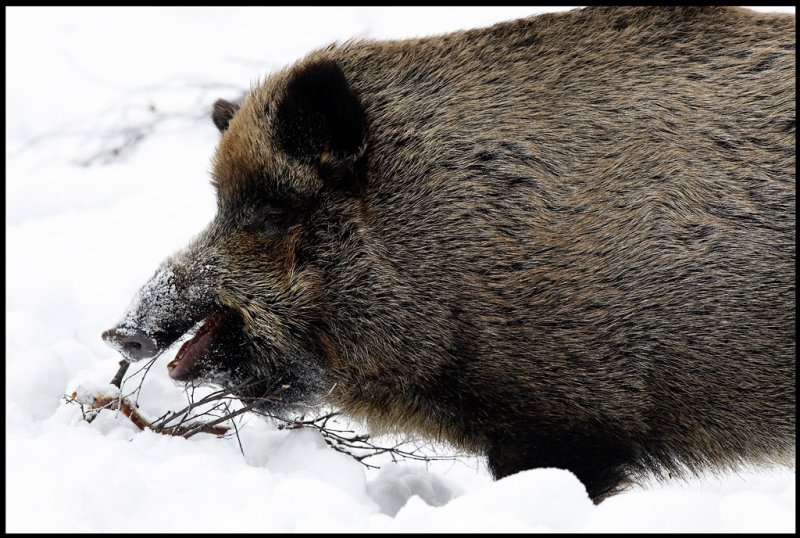 Happy Wild Boar (Sus scrofa)