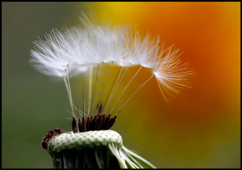 Ant on Dandelion - land