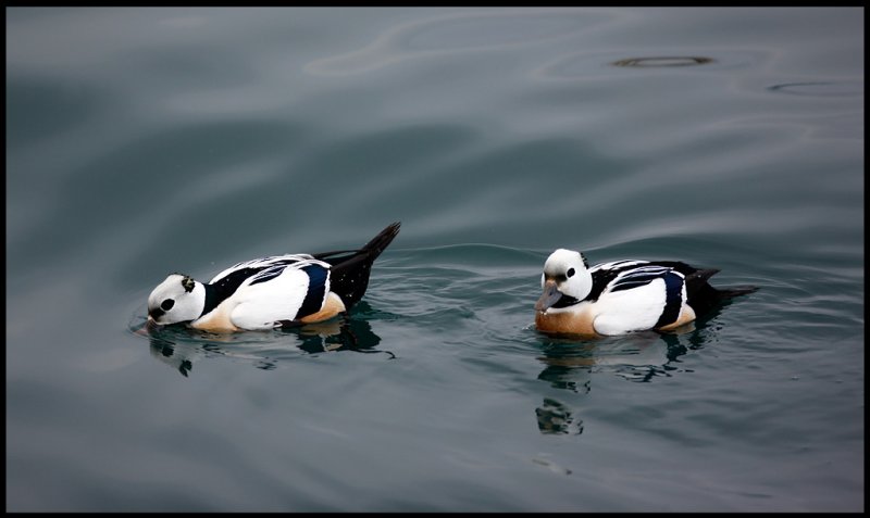 Two male Stellers Eiders