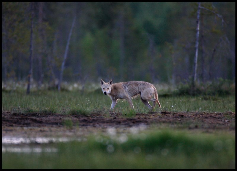 Wolf (Canis lupus) pale animal