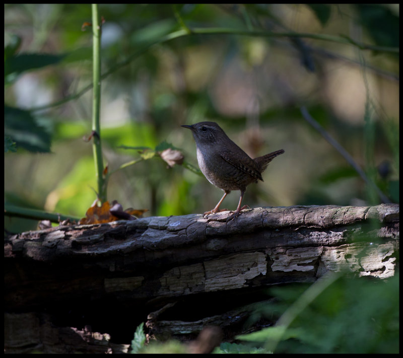 Wren in Ottenby lund