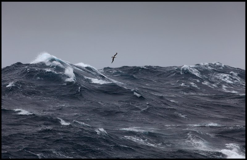 Black-browed Albatross in gale