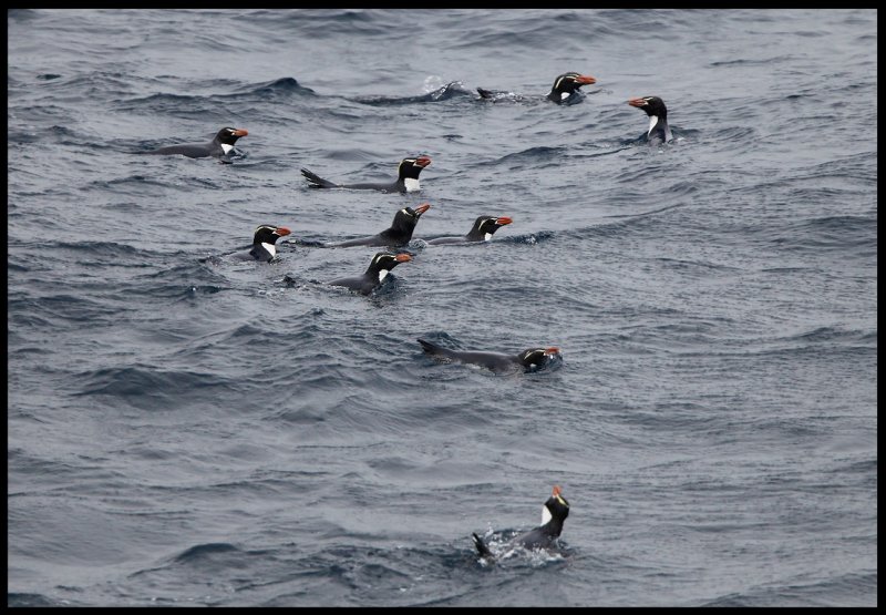 Snares Crested Penguins - Snares Island