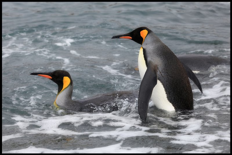 King Penguins taking a bath