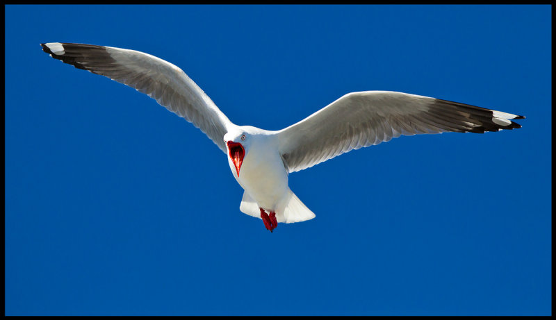 Red-billed Gull