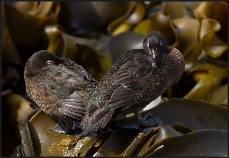 Flightless Teals resting at kelp at Enderby Island - Auckland Islands