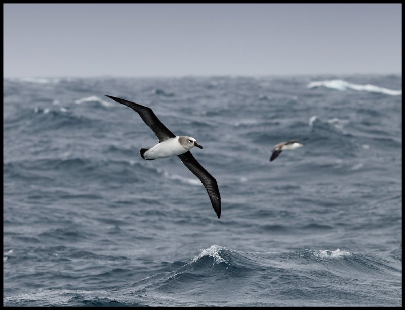 Grey-headed Albatrosses