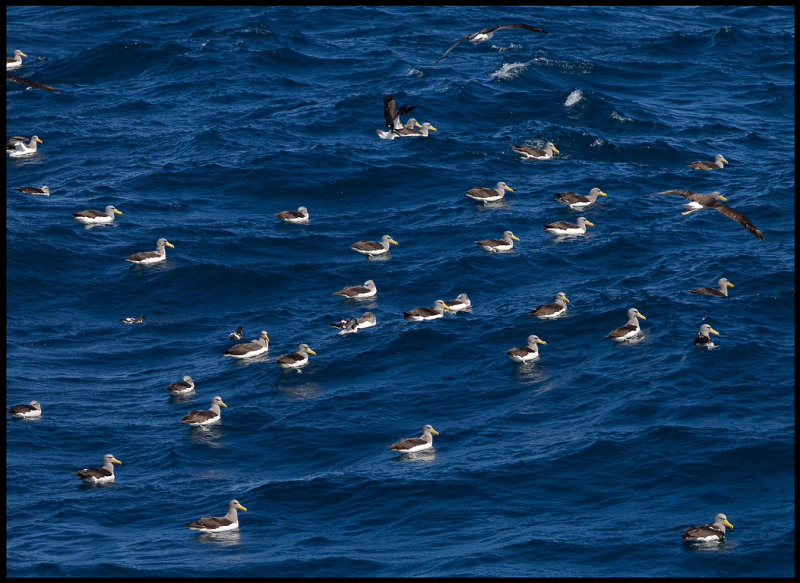 Chatham Albatrosses near Pyramid Island
