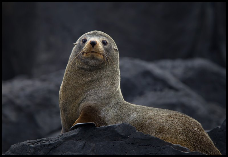 New Zealand Furseal at Antipodes