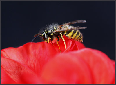 Wasp on red flower - Skanr / Sweden