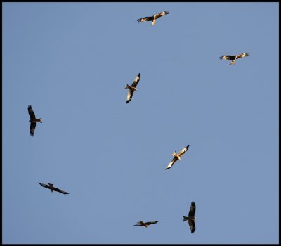 800 Red Kites migrating over Falsterbo 6-7/10 2008 !!!