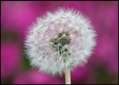 Shetland Taraxacum