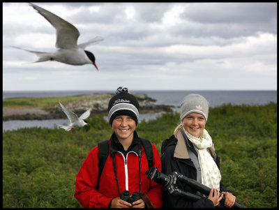 Martin & Madelene with Common Terns on Farne Islands (England)