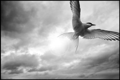 Common tern on Farne Island - England