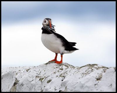 Sucessful fisherman at Inner Farne Island