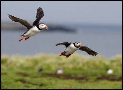 Landing at Inner Farne Island