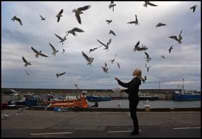 Late feeding of gulls with chips in Seahouses (England)