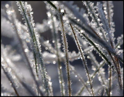Frozen grass - Växjö
