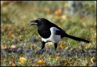 Magpie predating on another bird (Blackbird or pigeon??) - Vxj