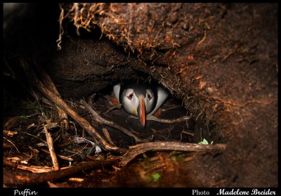 Puffins nesting hole on Inner Farne Island