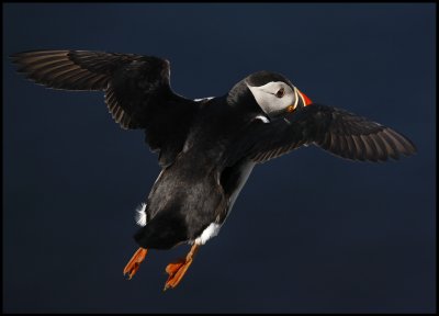 Puffin at Sumburgh Head - Shetland