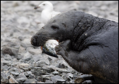 Gray Seal - Shetland