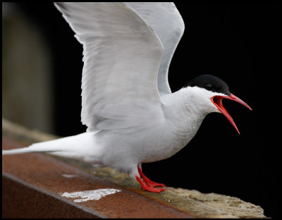 Arctic tern in Lerwick harbour