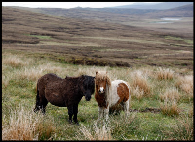 Shetland ponyes near Scalloway