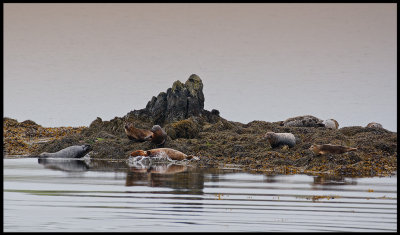 Harbour seals near Tresta