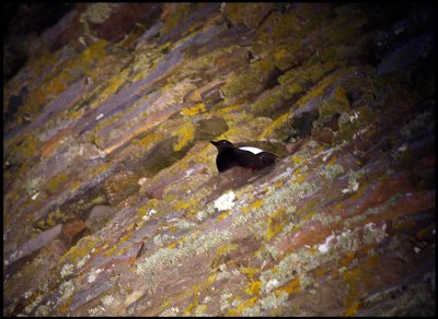 Black Guillemot breeding in stone wall (light by torch)