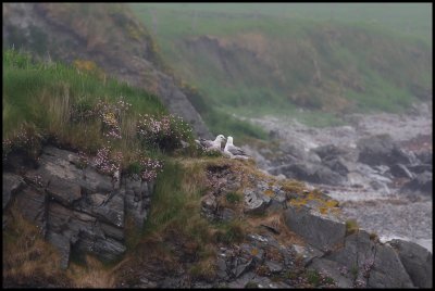 Fulmar - Shetlands most abundant bird