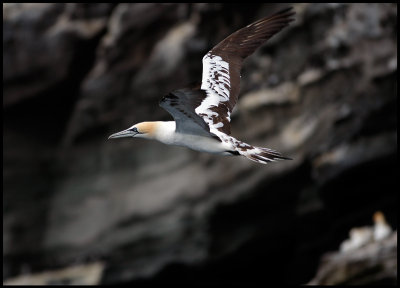 Young Gannet returning to Noss