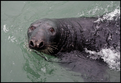 Gray Seal in Lerwick harbour