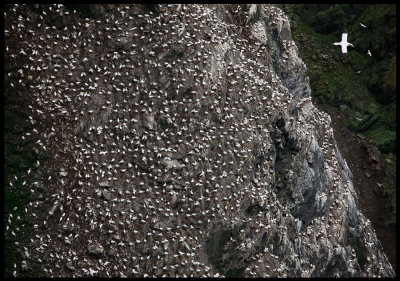 Gannets breeding at Hermaness