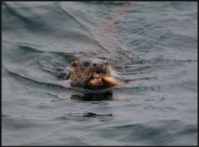 Otter fishing near the ferry termianl at Unst