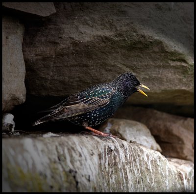 Starling colony in Veensgarth