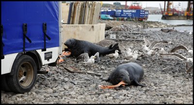 Gray Seals in Lerwick harbour