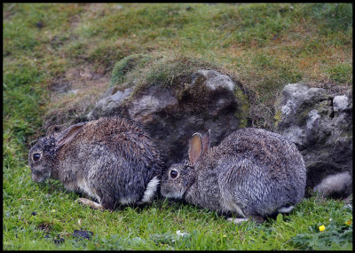 Rabbits at Esha Ness