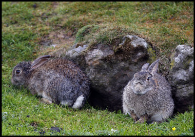 Rabbits at Esha Ness