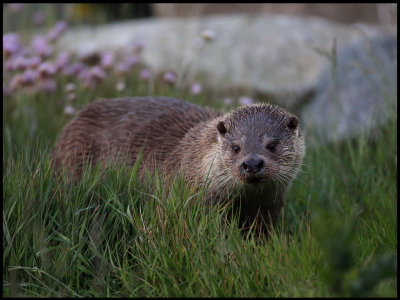 Late arriving otter at Laxo ferry terminal