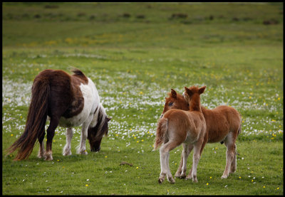 Shetland Ponyes near Tingwall