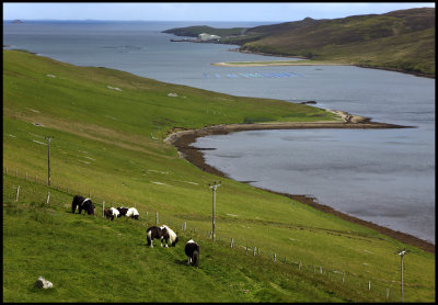 Shetland Ponyes near Lerwick