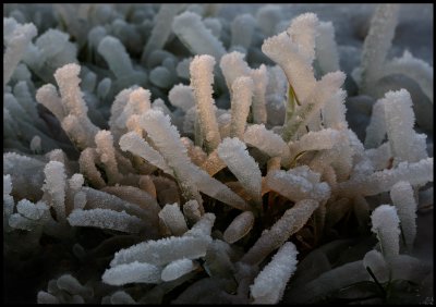 Icefingers - frozen grass close to Huseby