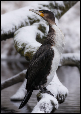A lonely Cormorant wintering south of Vxj