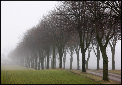 Avenue near Hammenhög - Scania