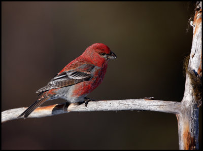 Male Pine Grosbeak - Neljn Tuulen Tupa - Kaamanen