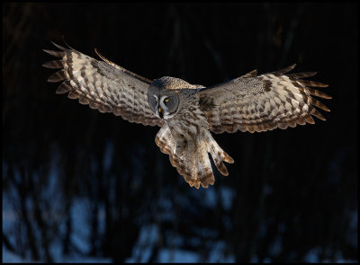 Great Gray Owl - Tornio